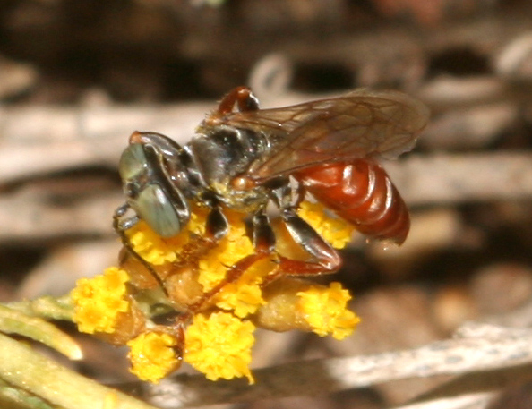 Tachysphex incertus rufiventralis